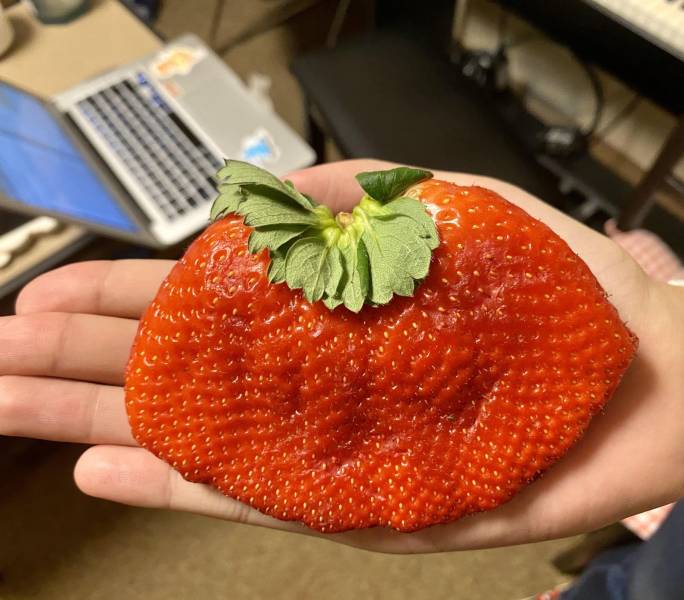 “This comically huge strawberry that I purchased from the grocery store today.”