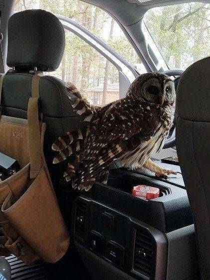 “Tried to help an injured owl this morning and he decided he wanted to ride...”