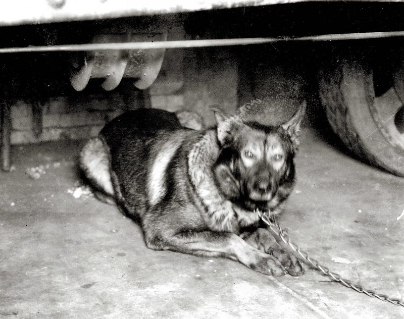 Seven members and associates of Chicago’s North Side Gang were lined up against a wall and shot dead inside a garage on February 14th, 1929. The only surviving witness to the St. Valentine’s Day Massacre was a dog named Highball, who was chained up in the garage when his owner John May was murdered