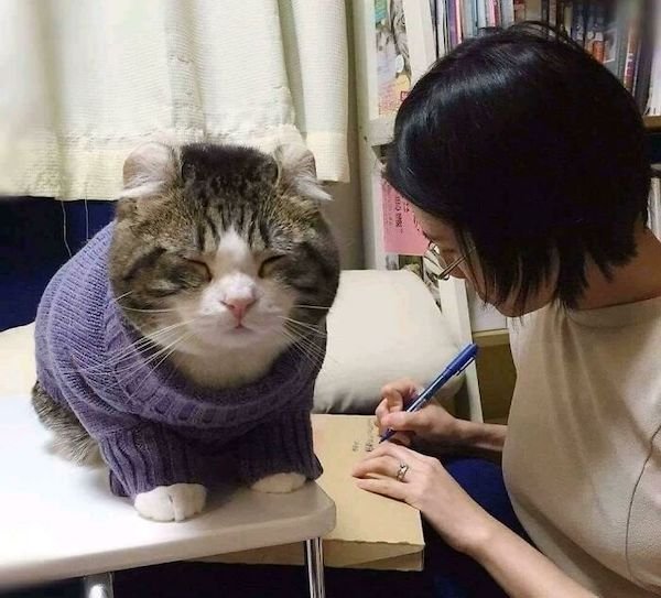 funny pics - giant cat wearing a purple sweater
