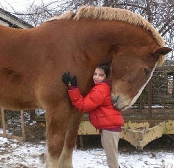 funny pics - kid hugging giant horse