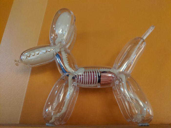 This Balloon Dog Sculpture With Organs And Bones, Found In A Museum