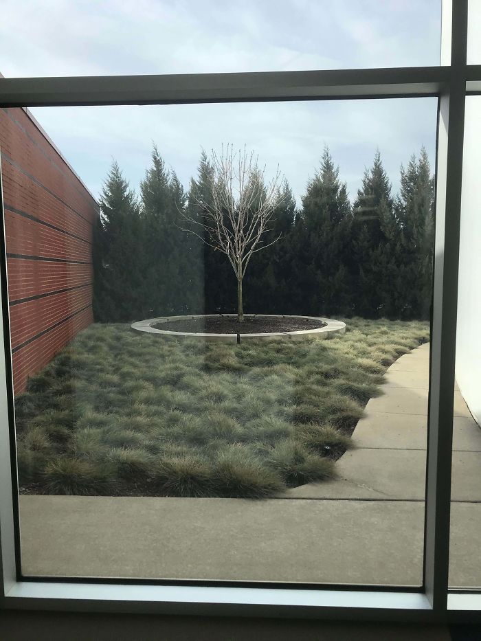 The Holocaust Memorial Museum In Detroit Has A Tree Made From The Sapling Of Anne Frank’s Tree