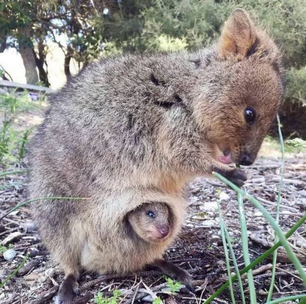 quokka bebes