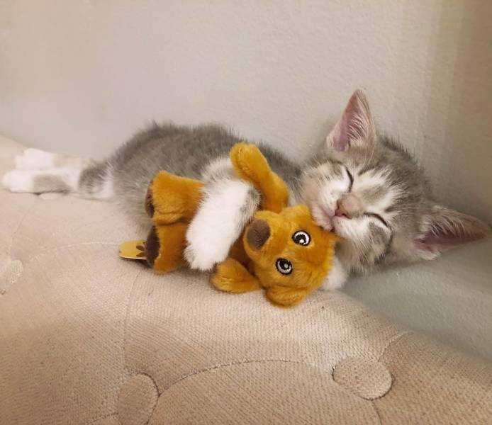 kitten and teddy bear