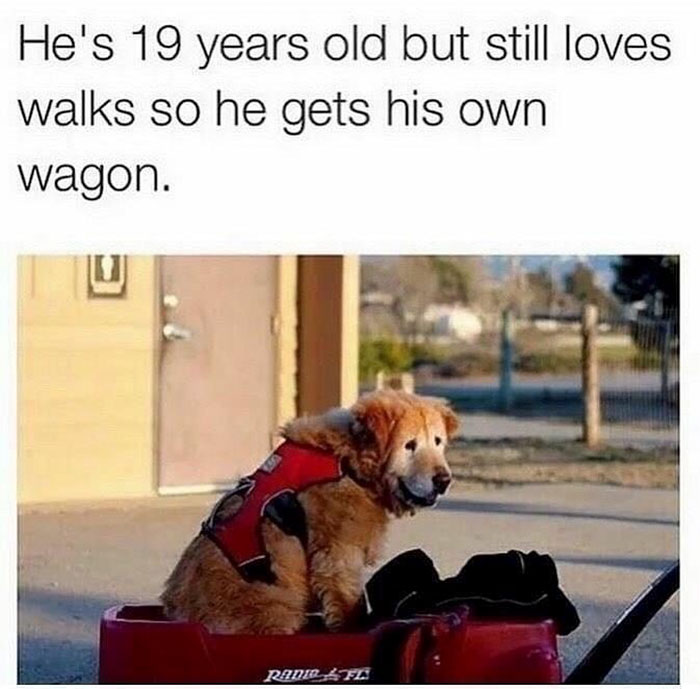 sweet wholesome animal memes - He's 19 years old but still loves walks so he gets his own wagon. Radir. Afl