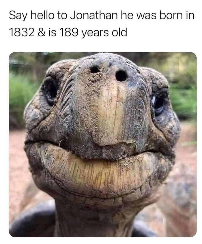 old tortoise - Say hello to Jonathan he was born in 1832 & is 189 years old