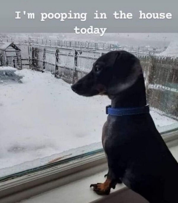 funny fail pics - dog looking out window into snow - I'm pooping in the house today