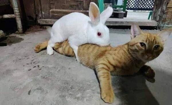 funny fail pics - bunny eating cat