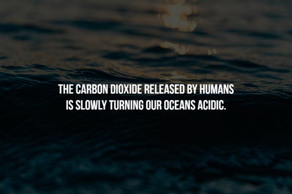 wave - The Carbon Dioxide Released By Humans Is Slowly Turning Our Oceans Acidic.