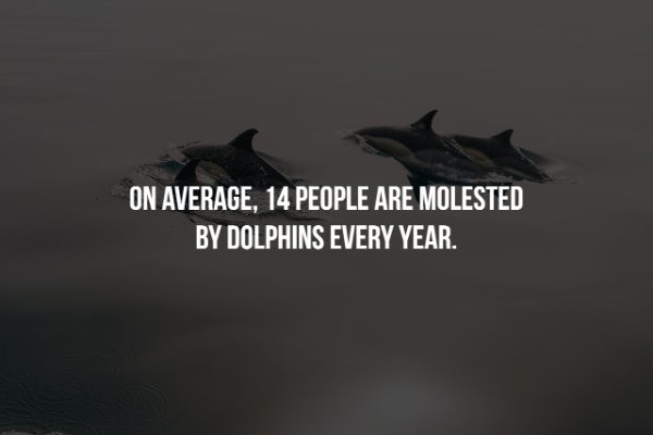 people don t know their - On Average, 14 People Are Molested By Dolphins Every Year.