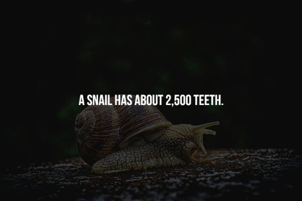 epic facts - A Snail Has About 2,500 Teeth.