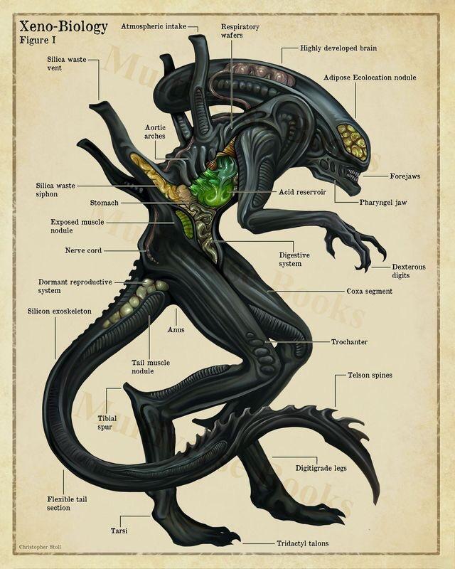 xenomorph anatomy english - XenoBiology Atmospheric intake Figure I Respiratory wafers Highly developed brain Silica waste vent Adipose Ecolocation nodule Aortic arches Forejaws Silica waste siphon Acid reservoir Stomach Pharyngel jaw Exposed muscle nodul
