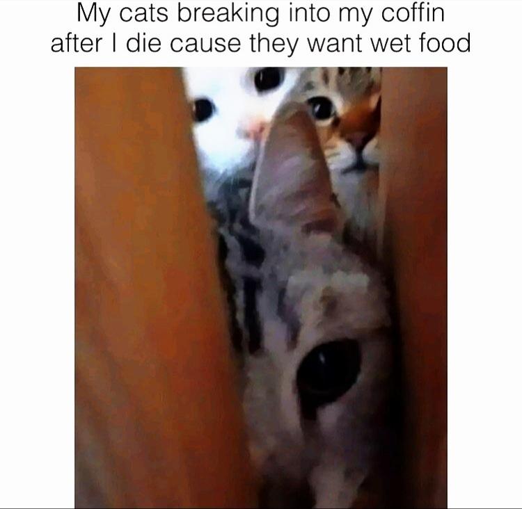 funny cat memes - My cats breaking into my coffin after I die cause they want wet food