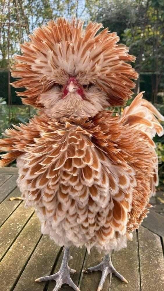 funny pics - chicken with feathers puffed out