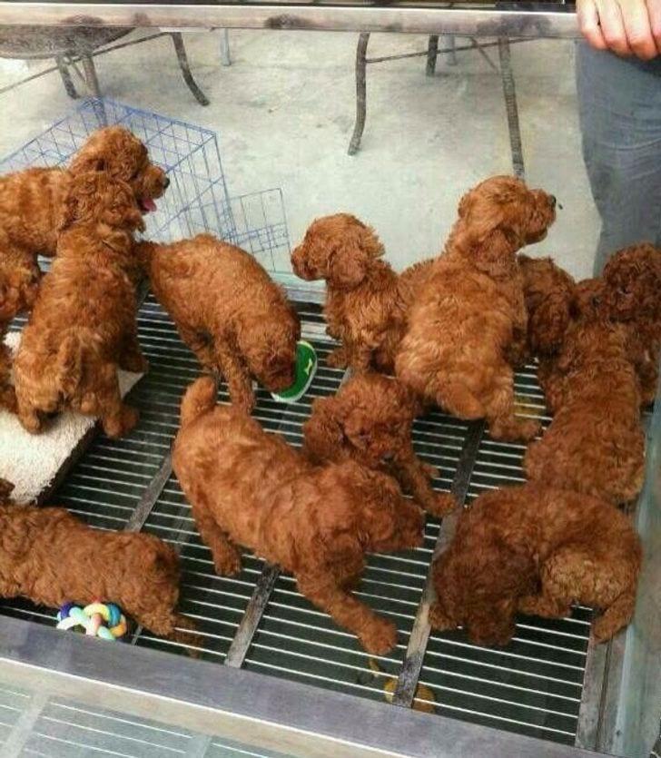 funny pics - puppies that look like fried chicken