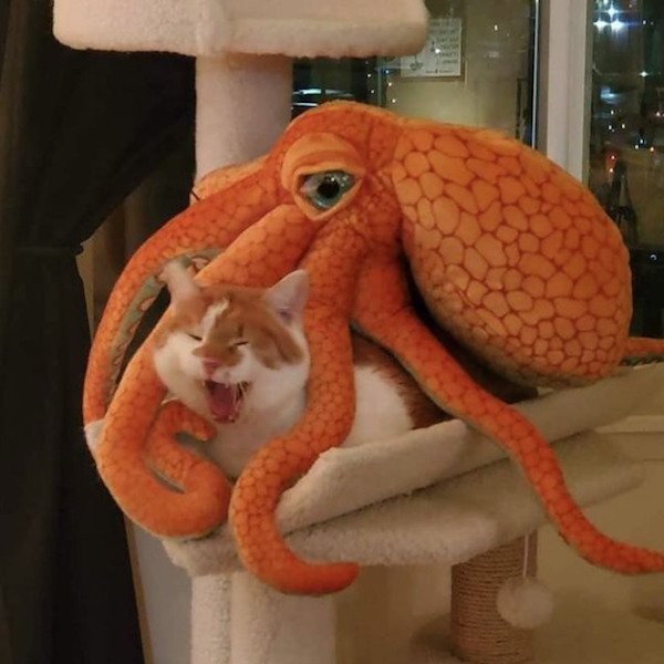 funny pics - octopus toy doll taking over cat