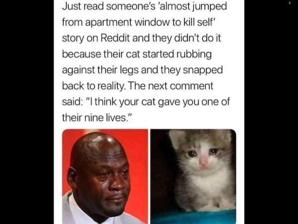photo caption - Just read someone's 'almost jumped from apartment window to kill self' story on Reddit and they didn't do it because their cat started rubbing against their legs and they snapped back to reality. The next comment said "I think your cat gav