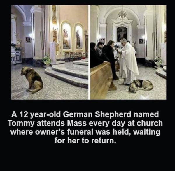 memes sad mini mini crewmate - mo A 12 yearold German Shepherd named Tommy attends Mass every day at church where owner's funeral was held, waiting for her to return.