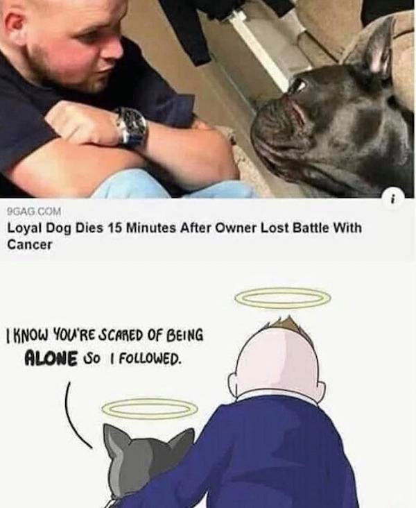 dog dies 15 minutes after owner - 9GAG Com Loyal Dog Dies 15 Minutes After Owner Lost Battle With Cancer I Know You'Re Scared Of Being Alone So I ed.