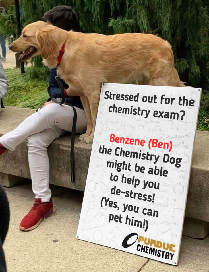 Golden Retriever - Stressed out for the chemistry exam? ce Benzene Ben the Chemistry Dog might be able to help you destress! Yes, you can pet him! O Chemistry