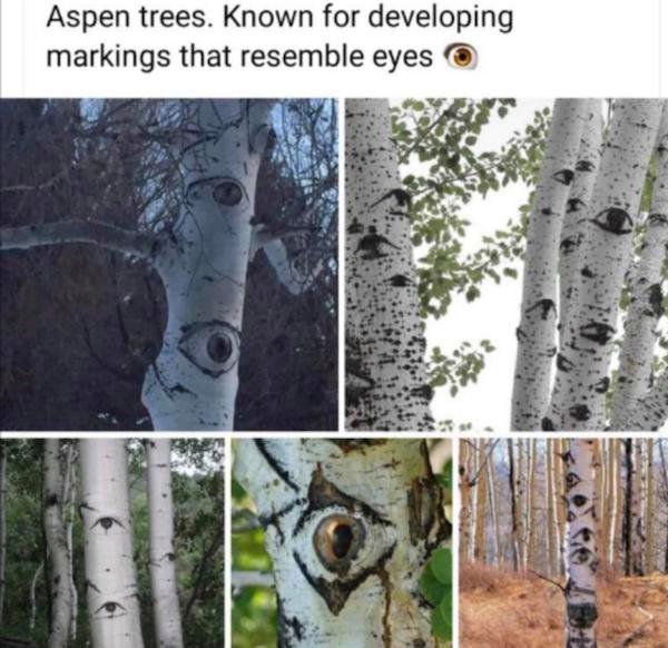 iFunny - Aspen trees. Known for developing markings that resemble eyes