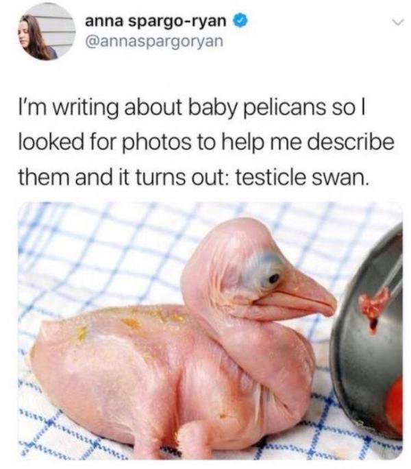 testicle swan - anna spargoryan I'm writing about baby pelicans sol looked for photos to help me describe them and it turns out testicle swan.