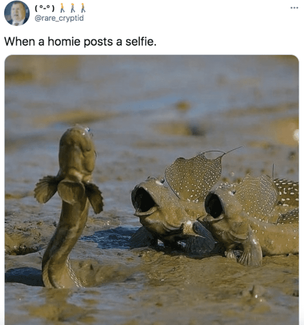 mudskipper meme template - 09 When a homie posts a selfie.