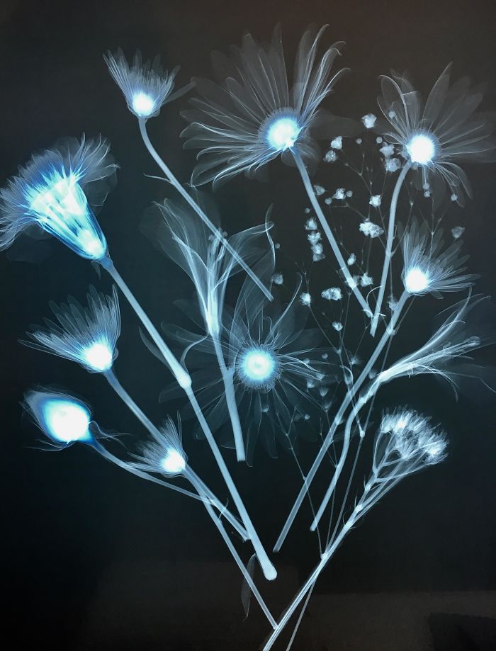 x ray flower