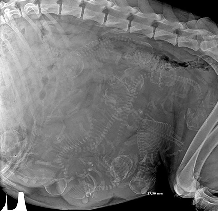 x ray of pregnant dog - 27.50 mm