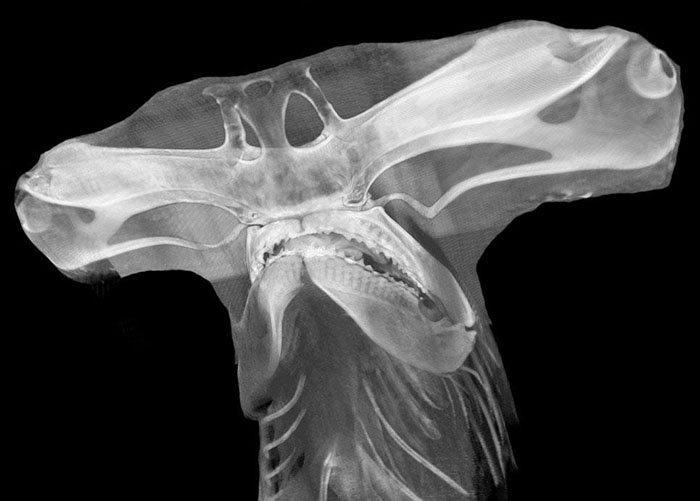 hammerhead shark x ray