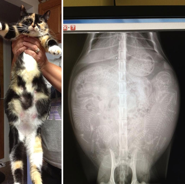 pregnant cat x ray - ?