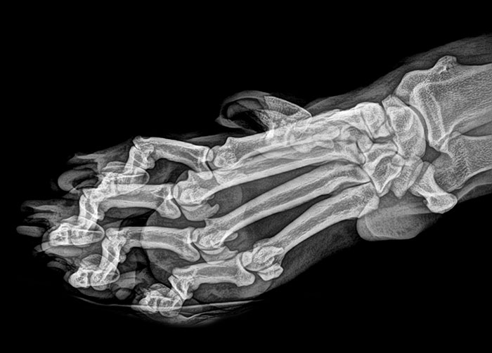 tiger foot x ray