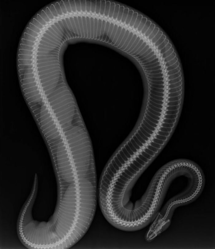 serpent - Mot