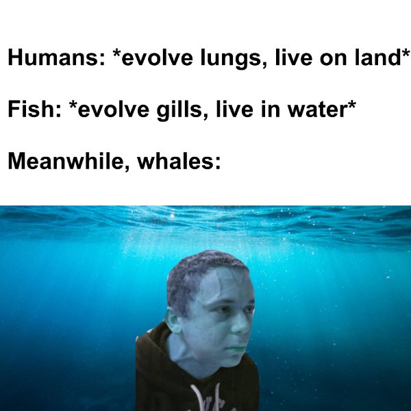 Internet meme - Humans evolve lungs, live on land Fish evolve gills, live in water Meanwhile, whales