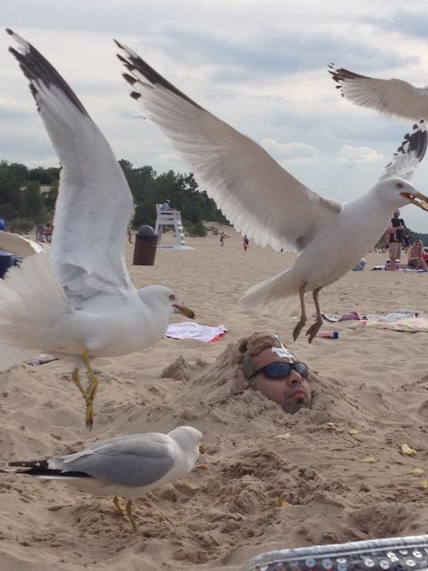 memes about seagulls