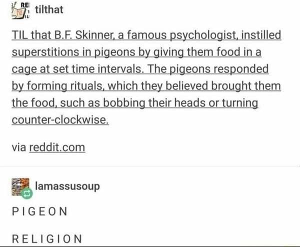 research meme - Rei tilthat Til that B.F. Skinner, a famous psychologist, instilled superstitions in pigeons by giving them food in a cage at set time intervals. The pigeons responded by forming rituals, which they believed brought them the food, such as 