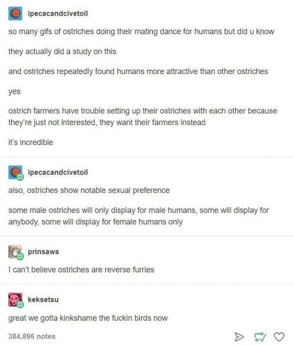 kinkshame tumblr posts - ipecacandcivetoil so many gifs of ostriches doing their mating dance for humans but did u know they actually did a study on this and ostriches repeatedly found humans more attractive than other ostriches yes ostrich farmers have t