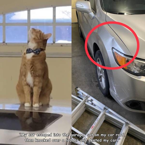 vehicle door - "My cat escaped into the garage, sat on my car roof, then knocked over a ladder and dented my car."