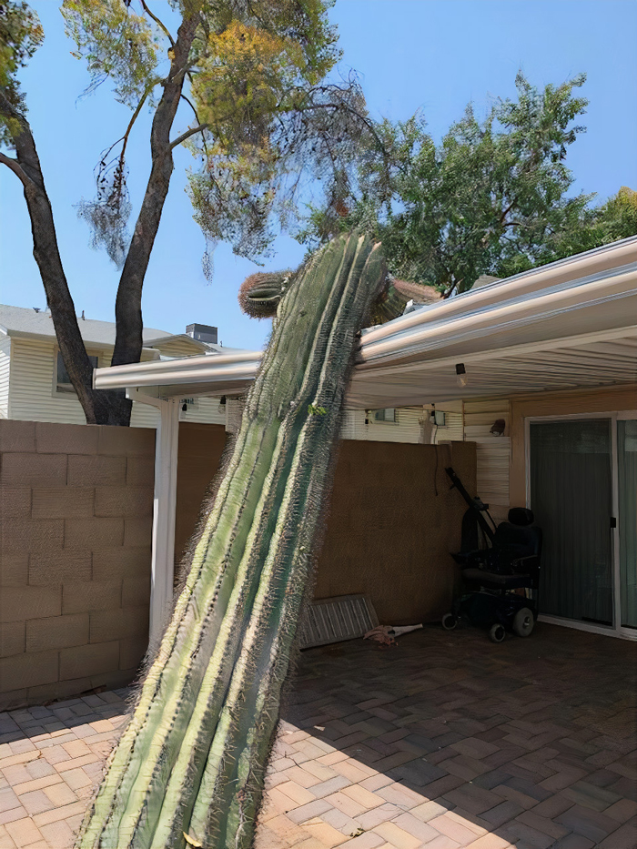 In Arizona It's Illegal To Cut Down A Saguaro Cactus. Last Night This Precious 15-Foot Piece Of Protected Wildlife Destroyed My Roof