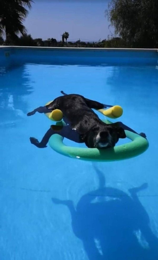 funny pics and memes - relaxed dog in pool gif