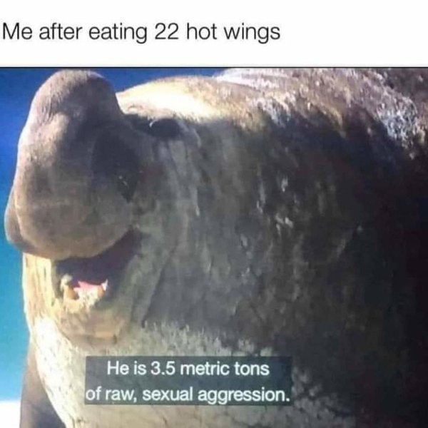 funny pics and memes - 3.5 tons of raw sexual aggression - Me after eating 22 hot wings He is 3.5 metric tons of raw, sexual aggression.