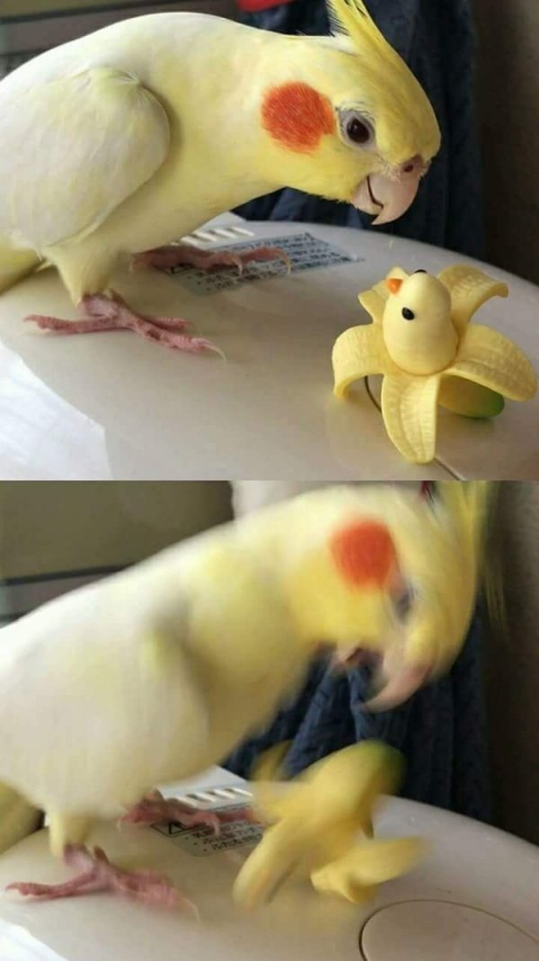 funny pics and memes - birb imposter
