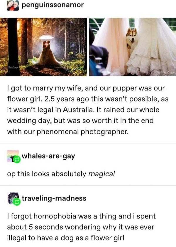 photography tumblr posts - penguinssonamor I got to marry my wife, and our pupper was our flower girl. 2.5 years ago this wasn't possible, as it wasn't legal in Australia. It rained our whole wedding day, but was so worth it in the end with our phenomenal
