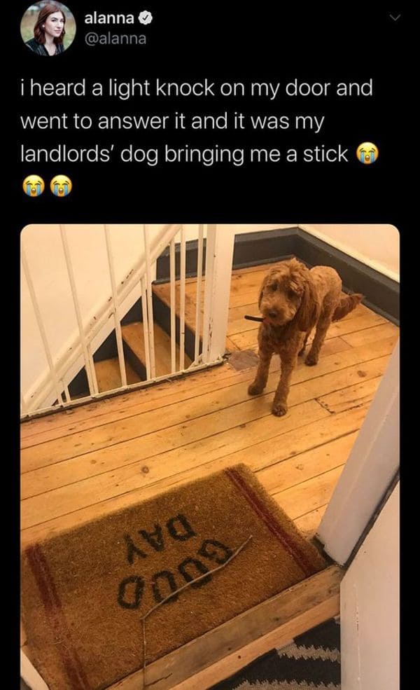 floor - alanna i heard a light knock on my door and went to answer it and it was my landlords' dog bringing me a stick Ara Onno