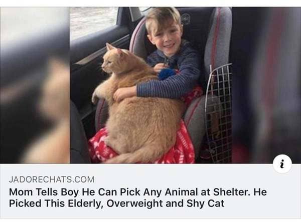 wholesome adoption memes - In i Jadorechats.Com Mom Tells Boy He Can Pick Any Animal at Shelter. He Picked This Elderly, Overweight and Shy Cat
