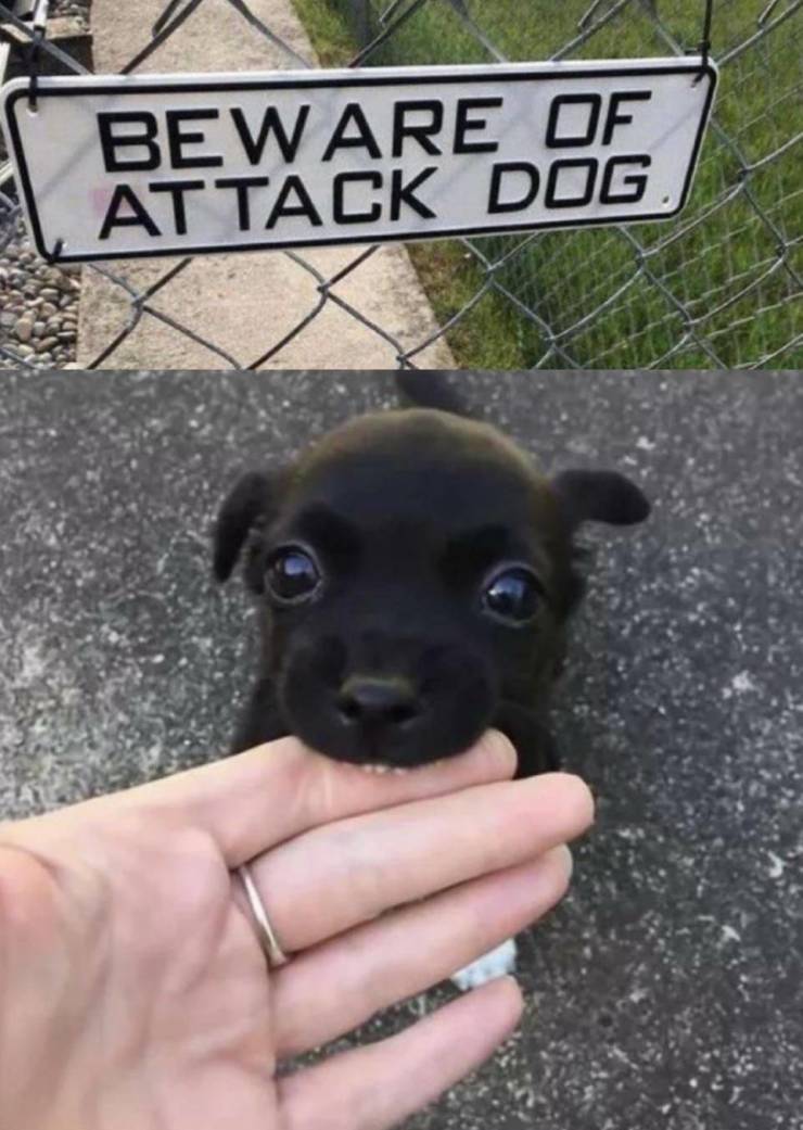 cute vicious dogs - Beware Of Attack Dog