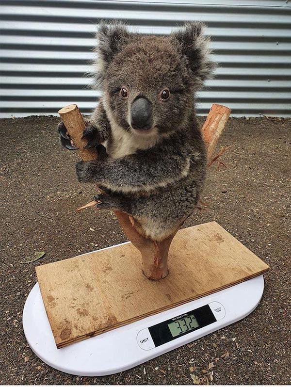 cool stuff - weighing a koala scale funny cute animals