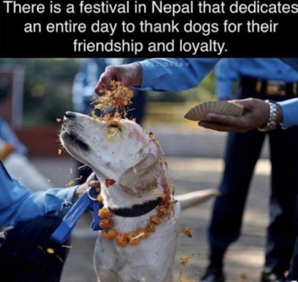 cool stuff - There is a festival in Nepal that dedicates an entire day to thank dogs for their friendship and loyalty.