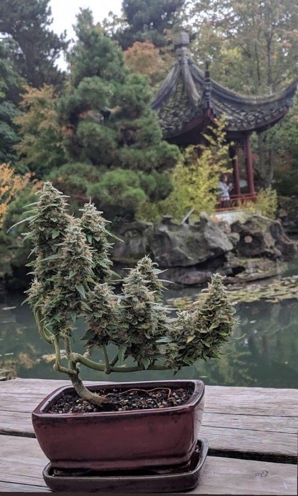 cool stuff - marijuana bonsai tree